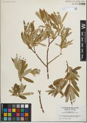 Foto von Salix lasiolepis Benth.